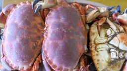 Recepta de cuina de Marisc fresc bullit (nècores, bous de mar, escamarlans i peus de cabra comú o percebes)